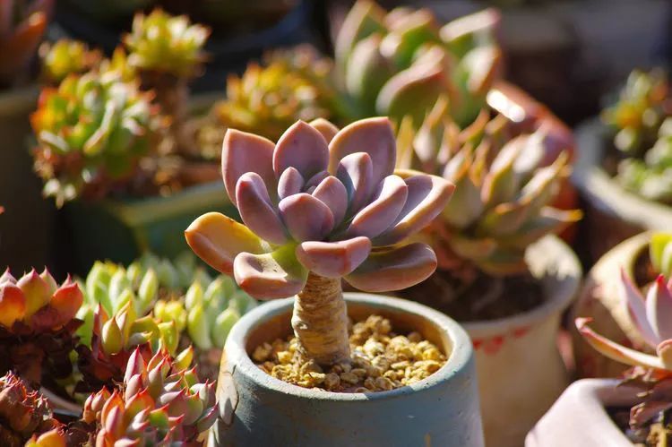 夏天日晒雨淋，秋老虎来势汹汹，你的多肉准备好逆袭了吗