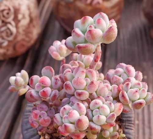 皮实|5种漂亮多肉,皮实又好养,虐一虐更漂亮,新手也会养!