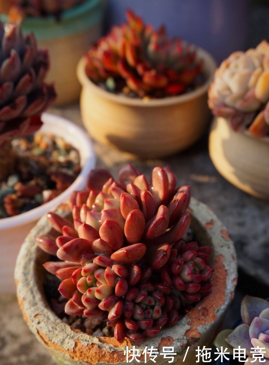 春天，去天台赏肉