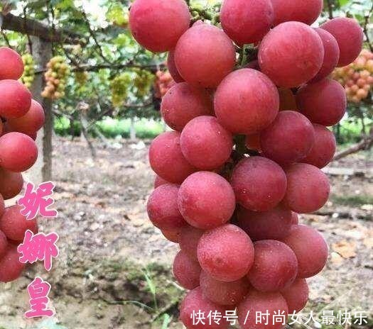 有钱人家院子里要栽此果树,美味可口又聚财,有土有水就不死