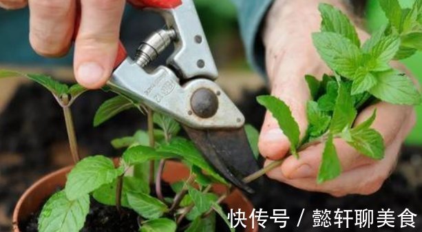 养花2种扦插方法,掌握“关键点”,扦插不再难,扦插一棵活一棵