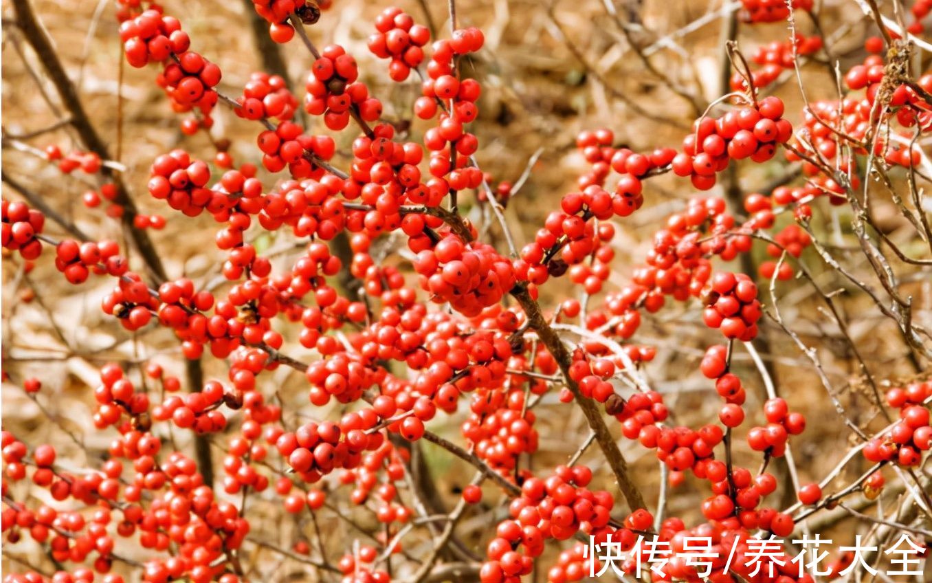 -30℃都不怕的“富贵树”，天越冷、果子越红，一挂就是大半年