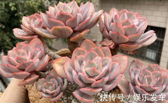 叶插|单头多肉如何变成多头，4个方法可供选择，多头的多肉真的太美了