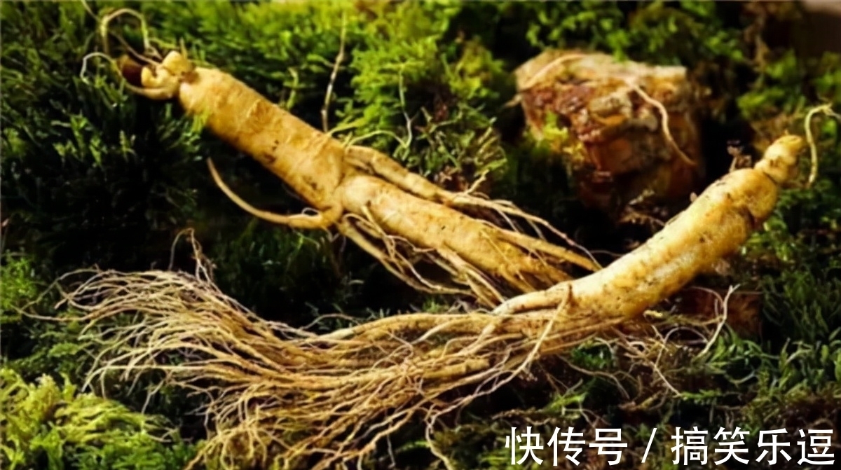 风水!坟边长竹须迁坟,坟前两物成富人,“两物”是什么?