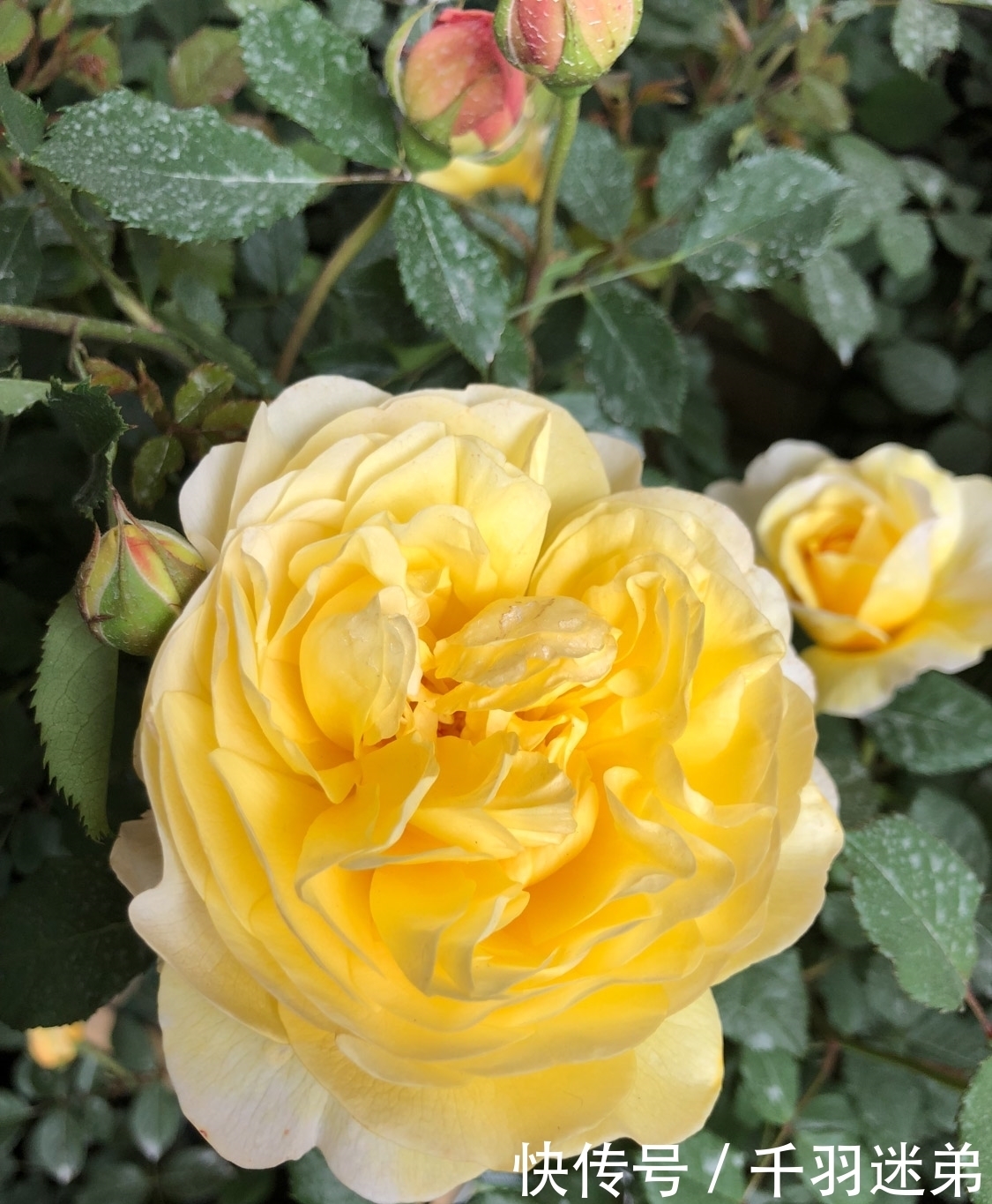 关键|婆婆养月季只选一种,好养抗性强,关键“爱”开花,比养欧月实在