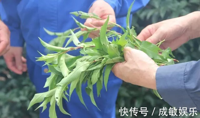 毒鱼|这种野草开红花，花瓣能“酿酒”，嫩叶能“毒鱼”，泡柿子不发涩