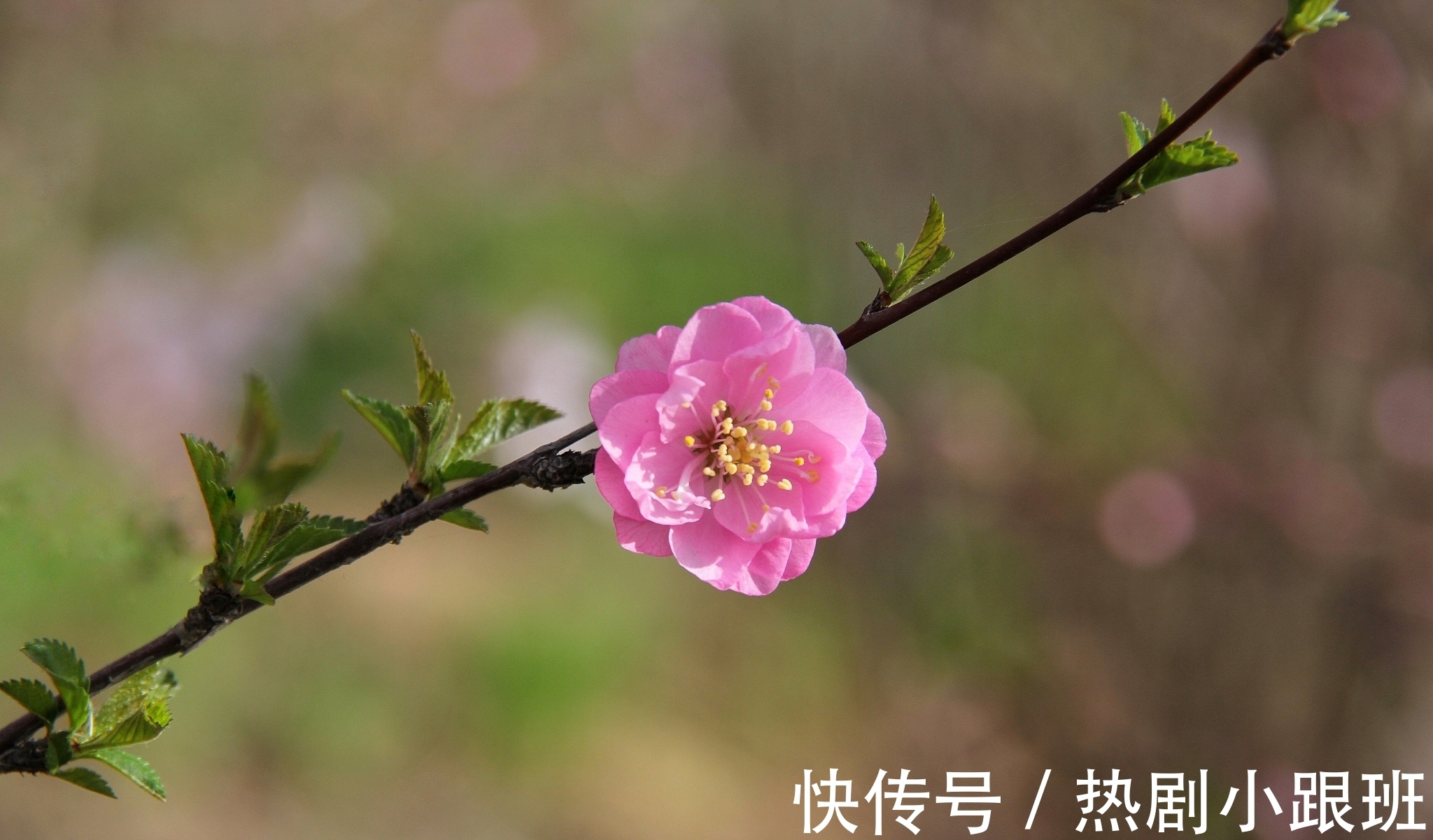 江南客&表达思乡的一首诗，句句感人至深，可惜很多人没有读过