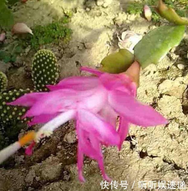 蟹爪兰的繁殖方法,原来是这样,长见识了