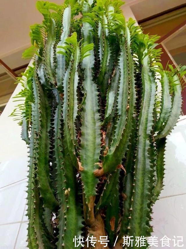 此3种花,年轻人都说丑,多养几年,越来越气派,价值能翻倍