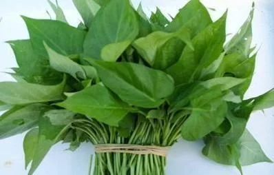 红薯叶为何一炒就黑