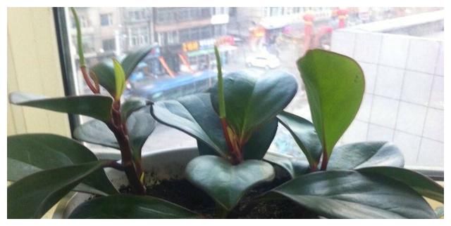 这3种“耐阴花”，放客厅阳台养都可以，枝叶繁茂长势好