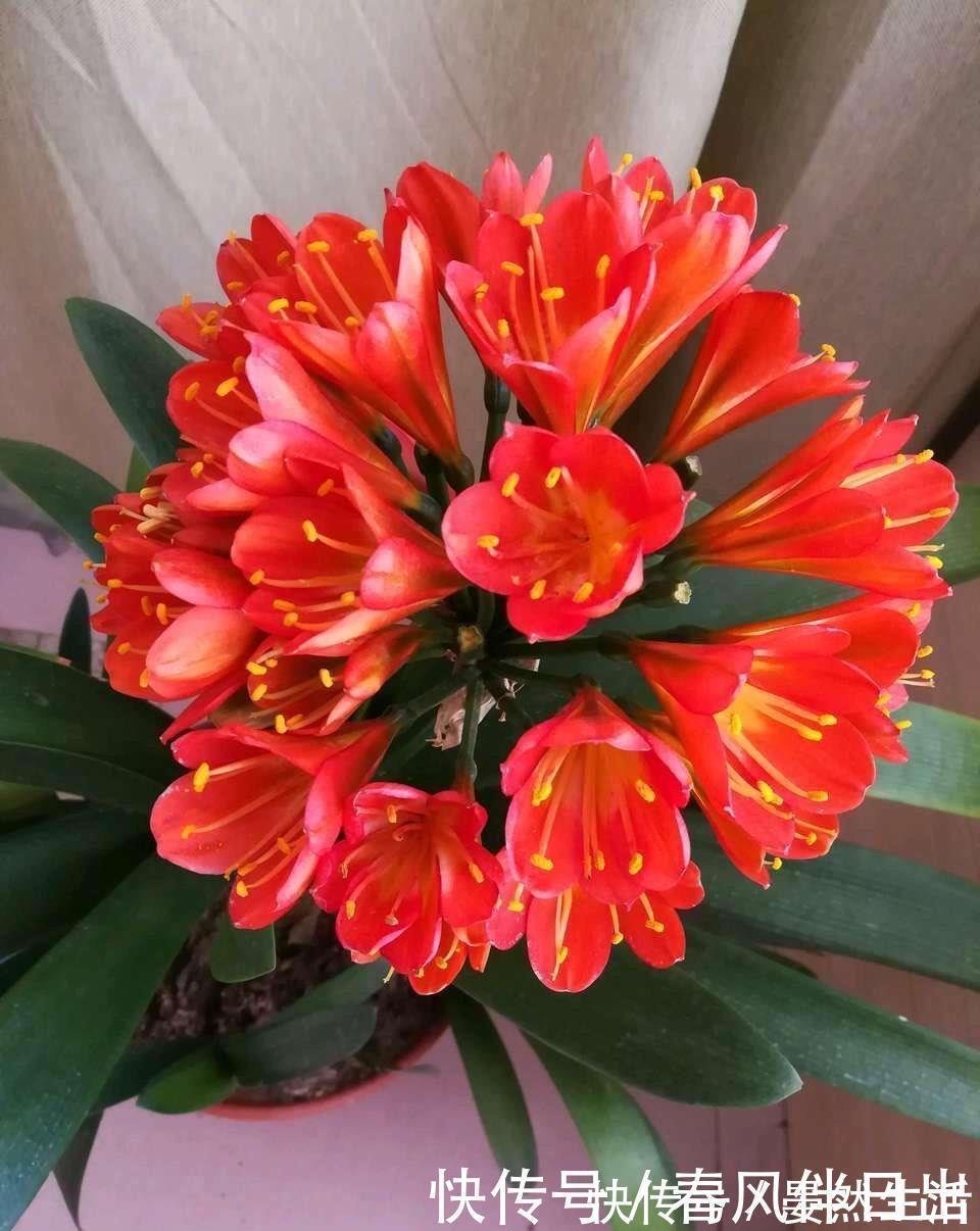 君子兰到了冬季,做到一点,叶子长得快,开花红艳艳