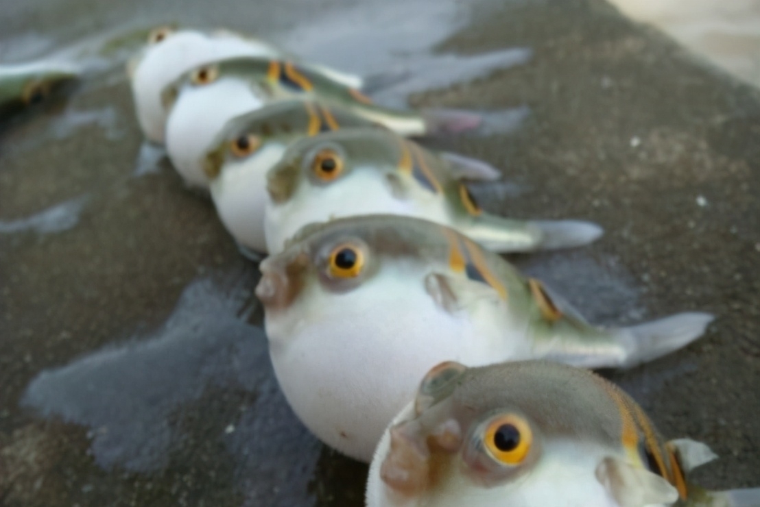 沿海地区|5类鱼没营养,对人体有害,但很多人爱吃