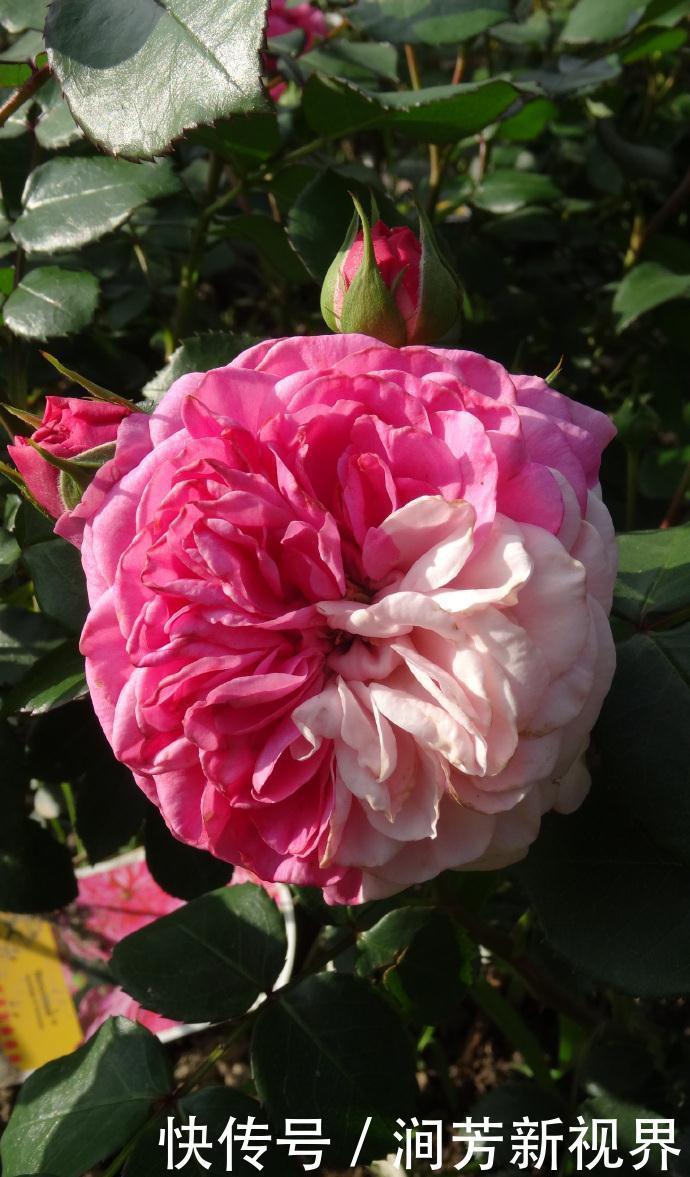 菊花|喜欢菊花,不如养盆“精品玫瑰”伯爵夫人,古典优雅,美不胜收!