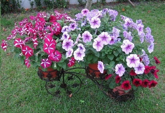 风信子|这18种超级好养的植物,养花新手也能养的很好!