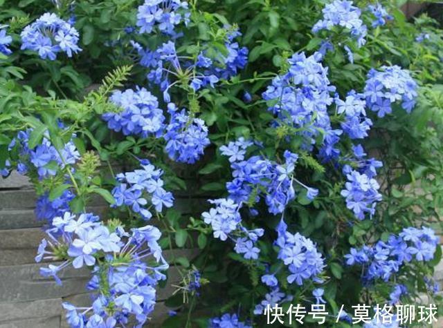 农历九月十八霜降后，养什么花？家里养3种花，健康幸福福乐绵绵