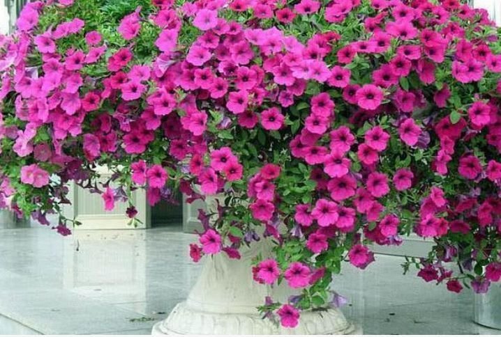 懒人最适合养4种花，几块钱1盆，放阳台，开爆一整年！