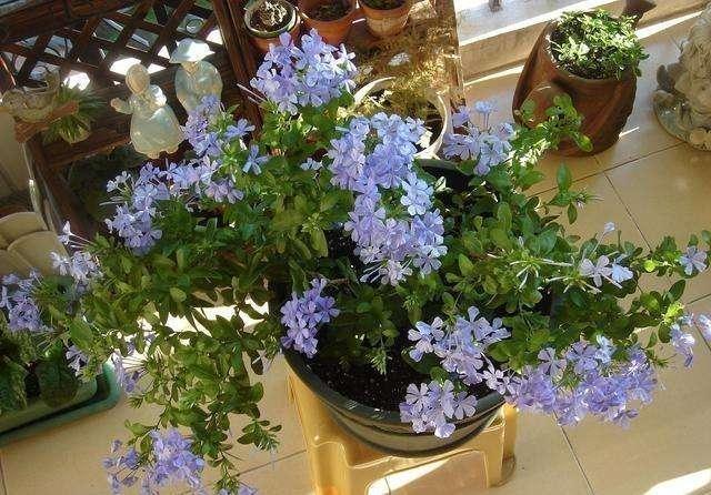 10种花,再心疼也要搬出去“狠狠晒”,越晒花朵越多,越香浓