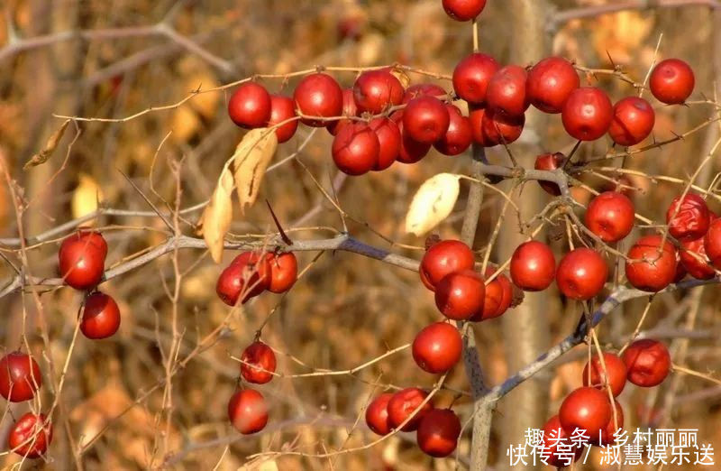 果实|山里的野果是农村童年最珍贵的零食,吃过的至少是90后