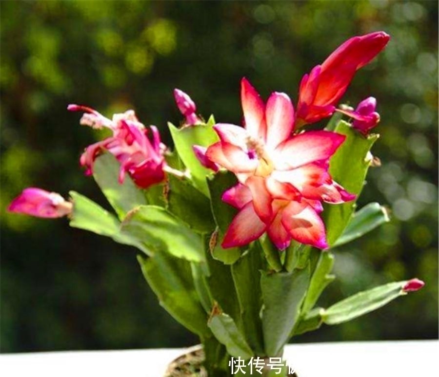 发红|夏天蟹爪兰叶子发红打蔫3个小技巧,叶子翠绿挺拔,秋天开爆盆