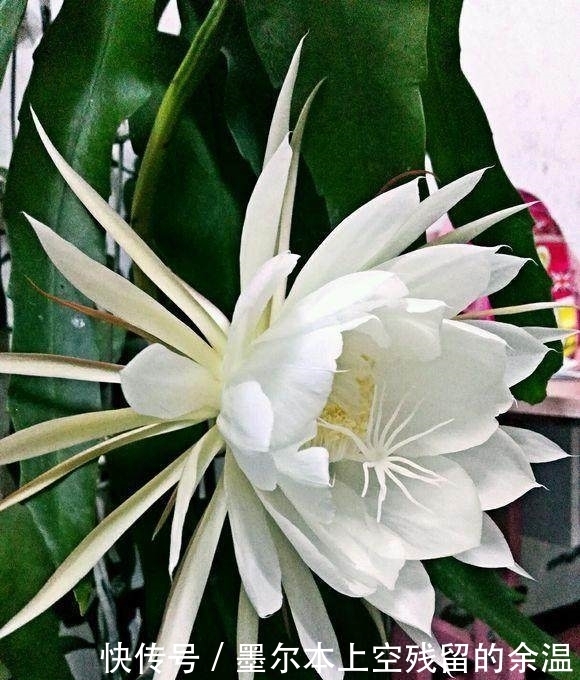 修剪|总是把花养死？这几个养花小技巧，学会了啥花都能养的好