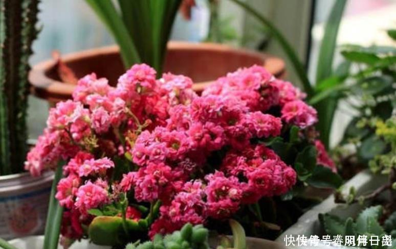 施肥|长寿花谢后别闲着，学会3个“巧”，多次开花易如反掌，花量也大