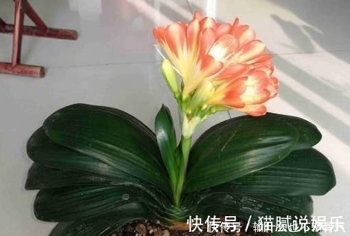 颜色|想要君子兰长的好，用一粒药，树叶茂盛光泽开花颜色好看！
