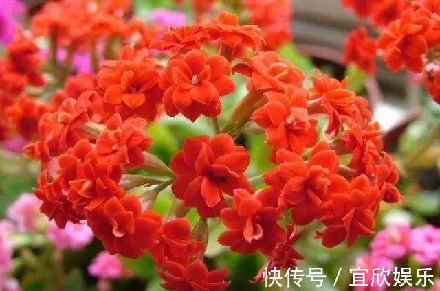 大苗|长寿花“花败”赶紧剪一刀,剪得对开得多,保证养分再开一茬