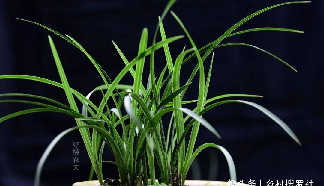 季节|三分种、七分养,芒种时节的兰花,如何养出浓绿的叶子?