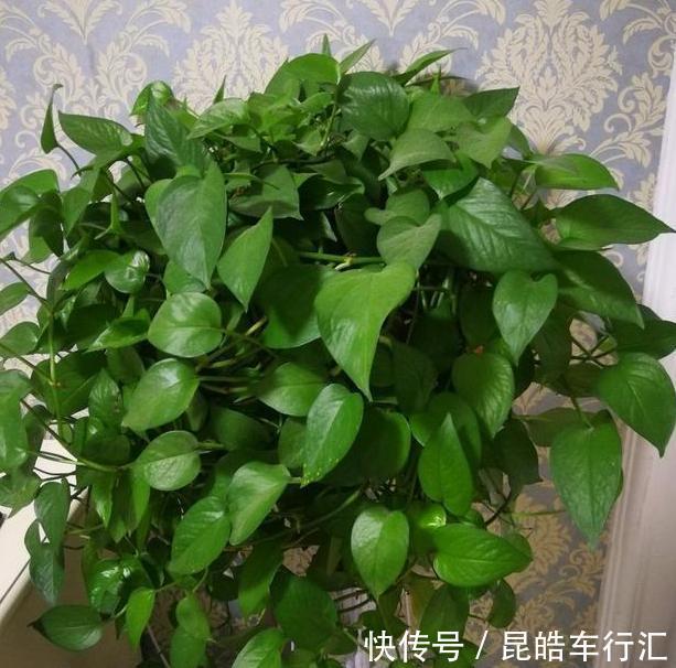 头疼不知道盆栽绿萝喜欢什么？日常注意2方面，枝叶轻松长爆盆
