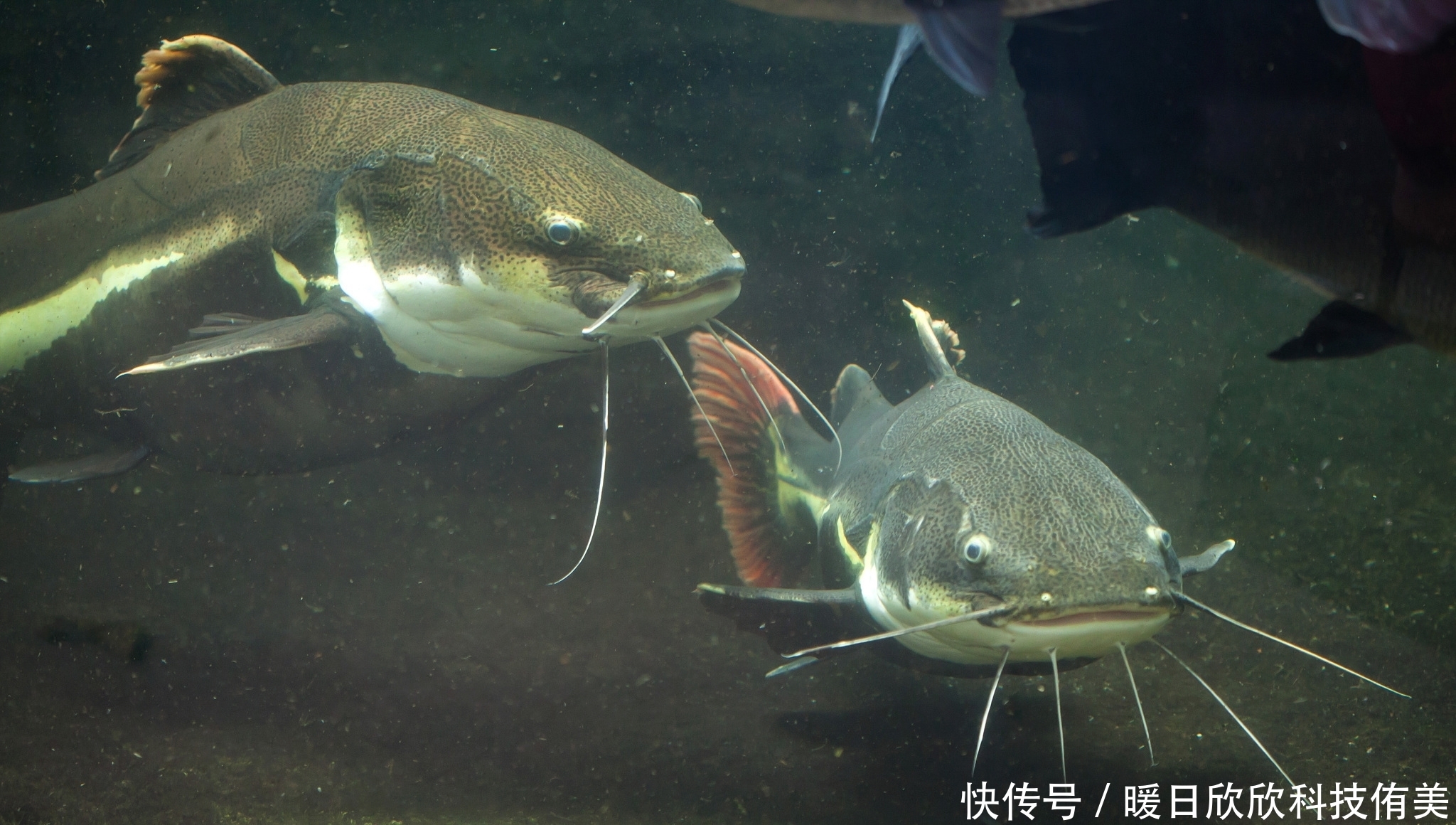 野钓经验谈之七 你会钓鲶鱼么？手竿钓鲶鱼浅析