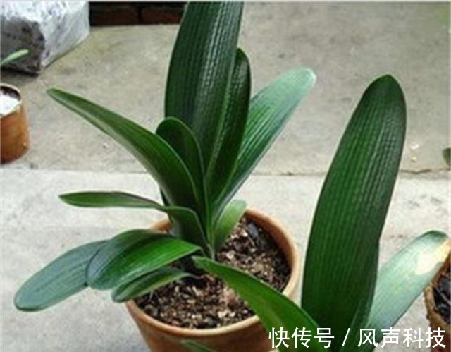 养君子兰别整那些虚的!这么养,叶片绿油油,一年开2次花!