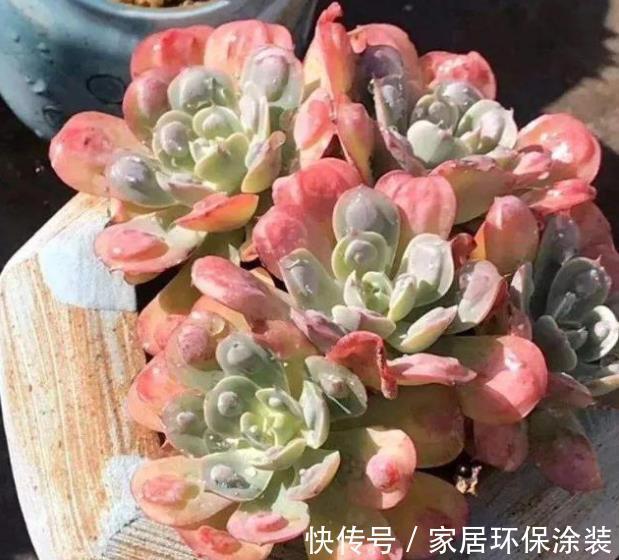 休眠期|多肉出现“三症状”,安全度夏恢复生长期,补充水肥养出好状态