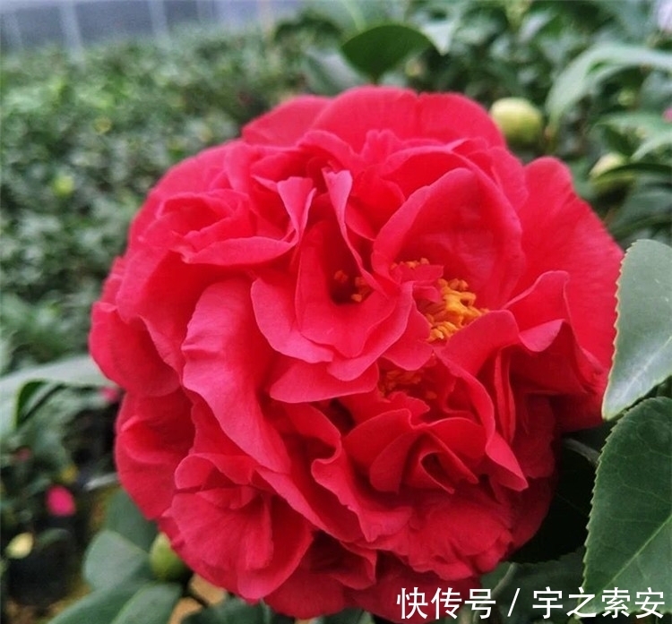 此茶花，比牡丹还美，花姿雍容大气，香味醇正悠远，新手也能养好