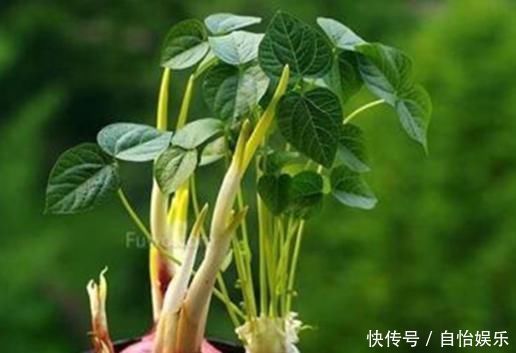 生姜的好处有很多,直接在家里种一盆生姜,开发生姜酸可以多次吃