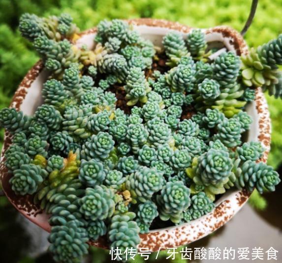 1个盆里塞800棵多肉,鼓到爆炸,看都不敢看