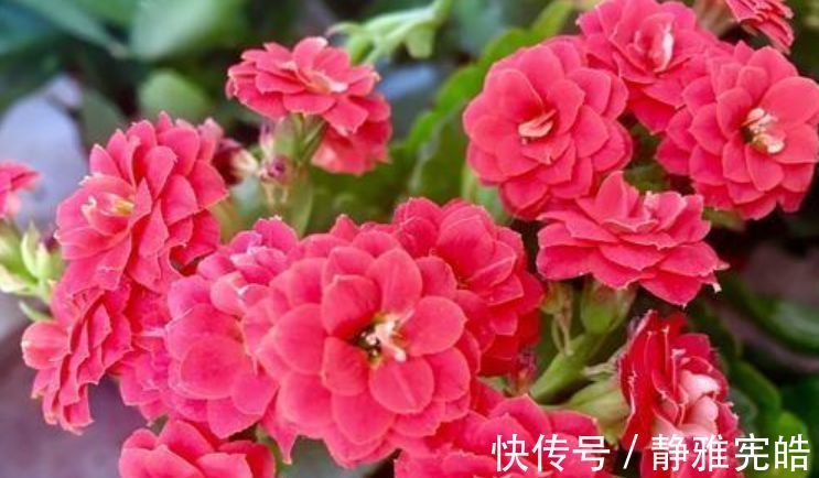 花色|居家就养此款花卉,好养易打理,365天开花不断,给点水就疯长