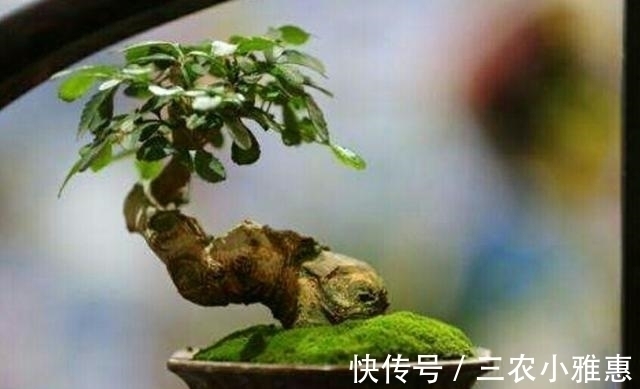怎样才能制作出小巧玲珑、形态优美的微型盆景