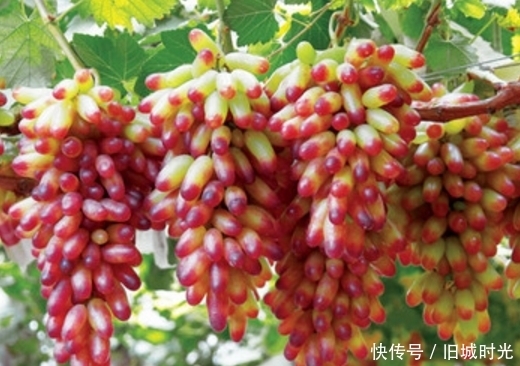 花青素|常吃葡萄干竟有5大多好处,美容抗衰老,那吃葡萄干要清洗吗?