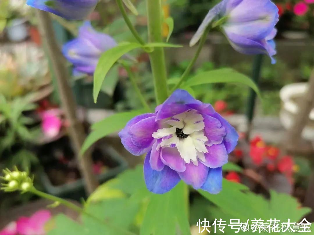 50种花春天播种,长满小院子,能开一整年