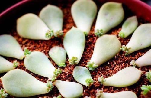 今天来看看多肉植物的无技巧扦插法，看看就能学会