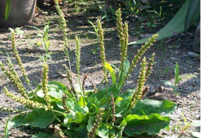 農村1“車前草”,農民認定是害草,見到就拔,卻不知比大米珍貴