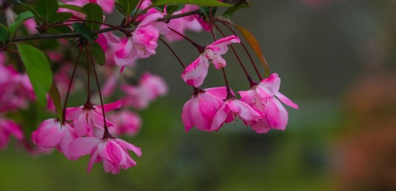 清明时节雨，域外国王墓：这两处葬在中国的国外国王陵墓值得一看