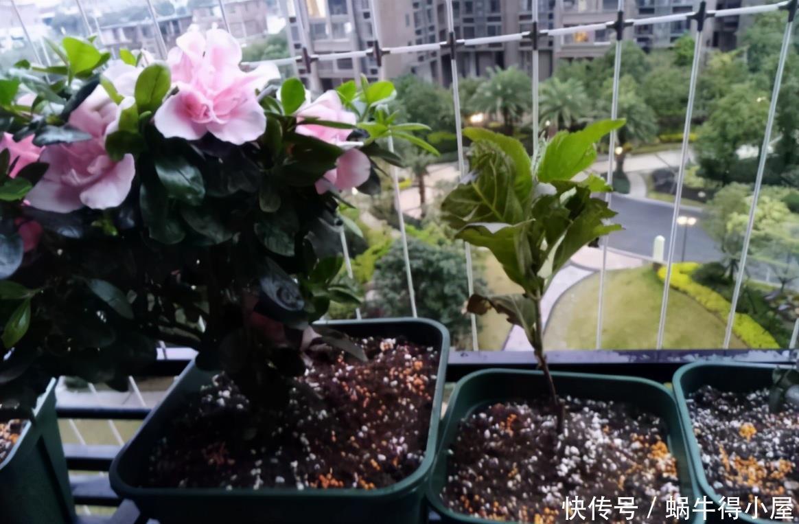 花草缺肥,不用特意找肥料了,拿这“废水”浇花,一举两得