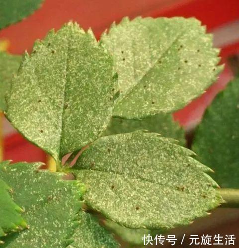 教你1分钟自制“杀虫水”，浇水加1勺，根壮不生虫！