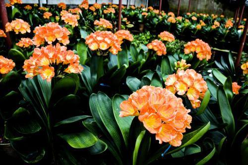 君子兰开花少给它喝点神仙水,叶子坚挺肥绿,开花100朵!