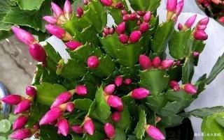 过年这种壳别扔,都是养花宝贝,养啥花都爆盆,比花肥还厉害