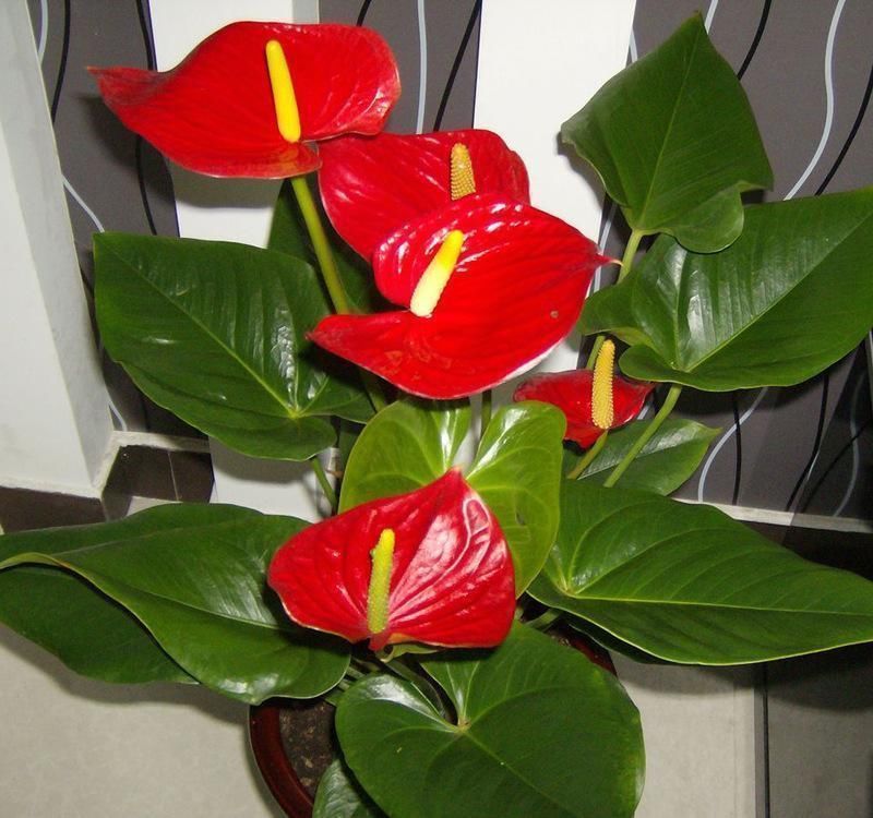 长寿|4种“花长寿”,一开花一整年,365天不间断,养一盆老划算