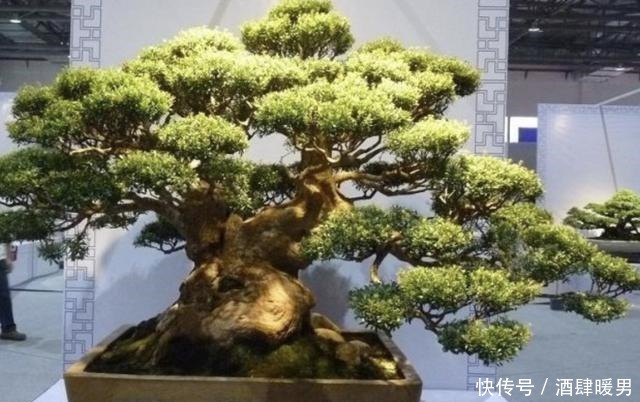 2种花卉很像“树”,不起眼,其实很“值钱”,种2棵“卖1万”!