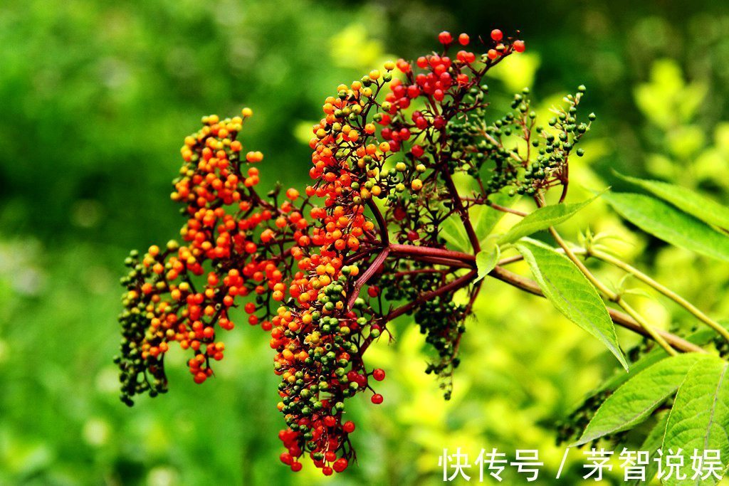 草药|一分钱不花就可治疗颈椎病腰椎病的草药,血满草,接骨草